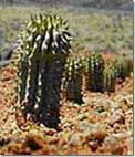 Weight loss. African plant hoodia help fight fat.